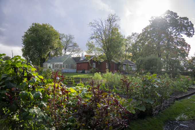 Fåbro Hage har sin egen bybonde som har ansvar for dyrkingen og i tillegg organiserer sosiale og lærerike arrangementer for nærmiljøet. Foto: Heiko Junge, NTB